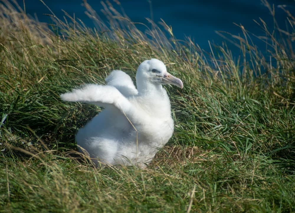 Albatross Classic Guided Tour - image 6